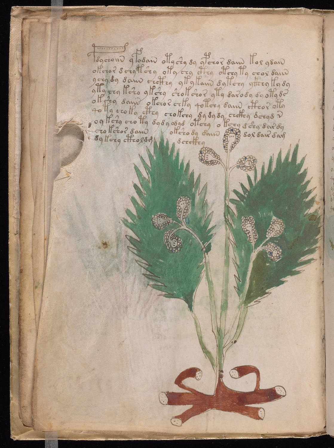 Herbal Page 26
